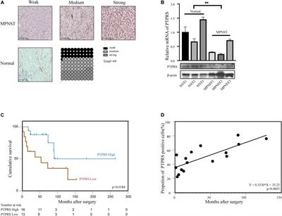 Protein Tyrosine Phosphatase Receptor S Acts as a Metastatic Suppressor in Malignant Peripheral Nerve Sheath Tumor via Profilin 1-Induced Epithelial-Mesenchymal Transition